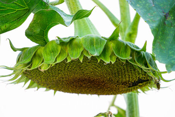 Sunflower with ripe seeds in the garden.