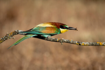 Bee-eater with a bee in its beak perched on a branch