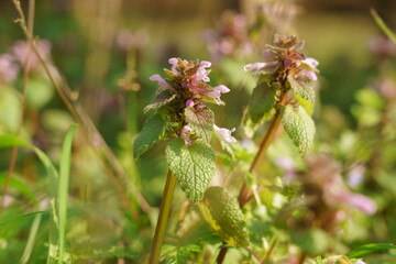 野草のヒメオドリコソウの花が咲く