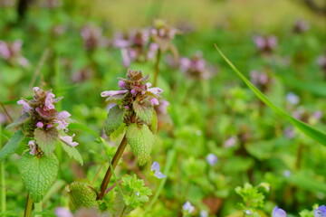 野草のヒメオドリコソウの花が咲く