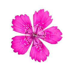 maiden pink (Dianthus deltoides) flower