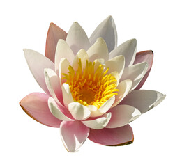 water lily, water rose or white nenuphar (Nymphaea alba) flower