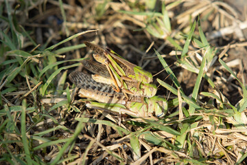 バッタの上にバッタ、その上にさらにバッタが乗った写真