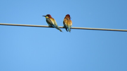 Merops apiaster