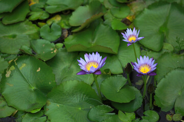 Close up beautiful blooming lotus flower or water lily flower with green leaf