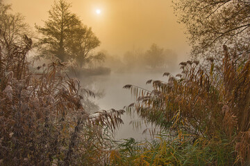 Fototapeta premium Nebel in den Rheinauen in der Ortenau