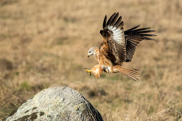 red kite landing on a stone
