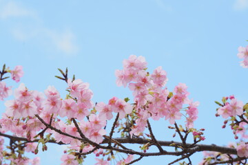 Obraz premium 春をいち早く知らせる河津桜の花