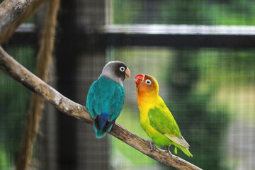 Blue and green lovebird parrots sitting together on a tree branch in the cage. Lovebird Kiss with blurry background