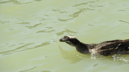 Naklejka premium Anas platyrhynchos