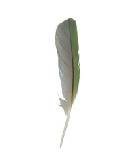 Beautiful macaw parrot feather isolated on white background