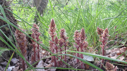 Orchidea Nido d'uccello