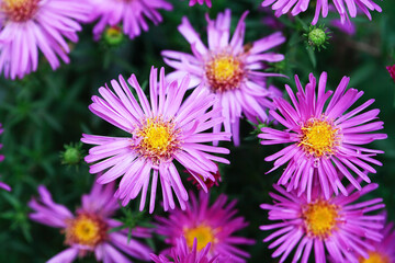 Obraz premium Nice Pink Flowers