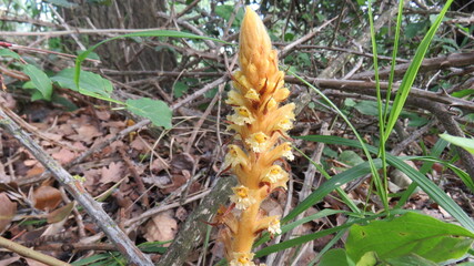 Orchidea Nido d'uccello