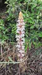 Orchidea Nido d'uccello