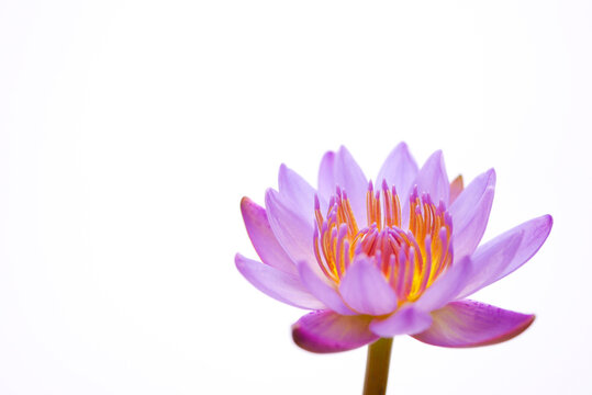 熱帯睡蓮（熱帯スイレン）・白背景03