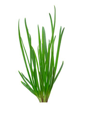 Onion green leavesisolated on white background with clipping path
