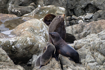 Seals on the rocks at Ohau Point, South Island