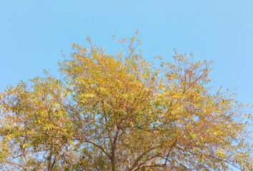 autumn leaves against blue sky