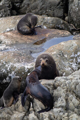 Fototapeta premium Seals on the rocks at Ohau Point, South Island