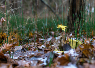 first snow on the ground, green grass, brown tree leaves, ground background