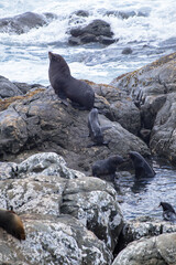 Seals on the rocks at Ohau Point, South Island