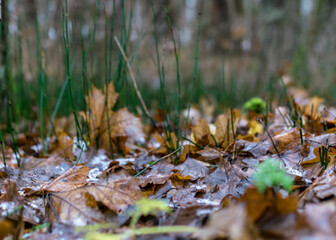 first snow on the ground, green grass, brown tree leaves, ground background