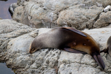 Seals on the rocks at Ohau Point, South Island