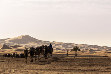 Fototapeta na wymiar domestic dromedary in the desert in morocco at sunset