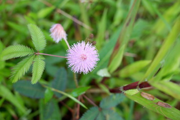 flower of a dandelion