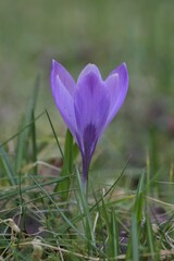 purple crocuses  in the garden. First spring flowers.Lilac flowers on blurred green background