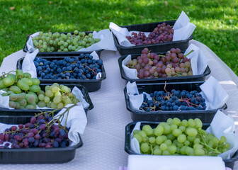 grapes of different shapes and colors on the table, grape tasting and tasting concept