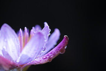 Naklejka premium 水滴の付いた熱帯睡蓮（熱帯スイレン）04