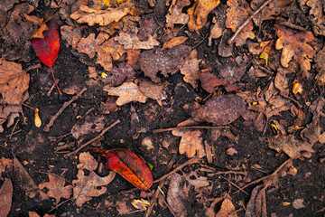 Autumn leaves at the ground with yellow and red colors saturated.