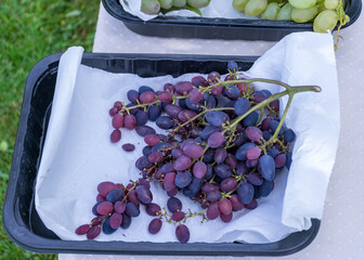 grapes of different shapes and colors on the table, grape tasting and tasting concept