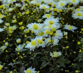 white daisies in the garden