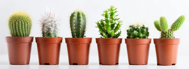 Photo sur Plexiglas Cactus collection of various cactus plants in a pots
