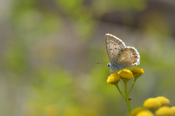 Brown argus in a tansy flower, small brown, grey butterfly .