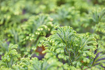 Selaginella is the only genus of herbaceous spore plants from the Selaginellaceae family. Natural floral background.