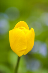 Beautiful spring yellow tulip flower growing in garden