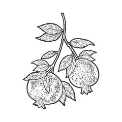 pomegranate plant tree sketch engraving vector illustration. T-shirt apparel print design. Scratch board imitation. Black and white hand drawn image.