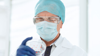 Fototapeta premium scientist in protective gloves holds a Petri dish.