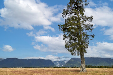 Fototapeta na wymiar MOUNTAIN LANDSCAPE WITH TREE