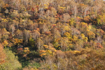 Fototapeta premium 秋のニセコパノラマライン