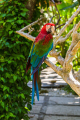 Fototapeta na wymiar Parrot in Bali Island Indonesia