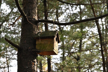bird house on tree