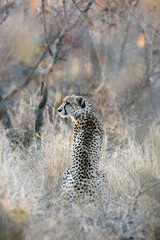 The cheetah (Acinonyx jubatus), also known as the hunting leopard sitting in the bush. Photograph of a cheetah in Kruger Park, in dense bushes, in autumn in a strangely colored landscape.