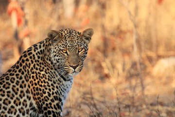 The leopard (Panthera pardus), portrait at sunset. Leopard in a yellow dry bush in a South African...