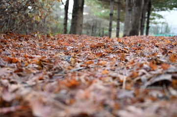 autumn leaves on the ground