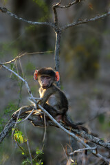 The chacma baboon (Papio ursinus) baby on a branch. A small baboon with ears lit by the sun sits on a thin branch.
